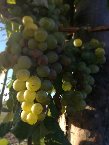 Weintrauben Die Weinberg Unter Der Sonne Spaniens Wachsen — Stockfoto