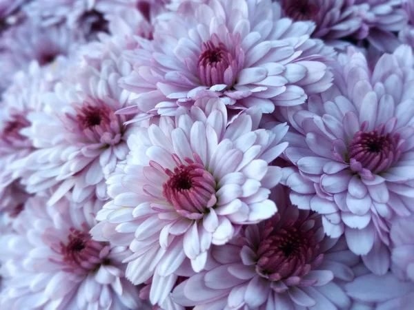 Conjunto Flores Contraste Suaves Colores Naturales Púrpura Planta Cerca —  Fotos de Stock