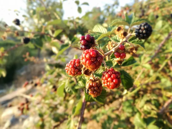 野生的黑色和红色浆果生长在西班牙的阳光下的灌木丛中 黑莓的果实 — 图库照片