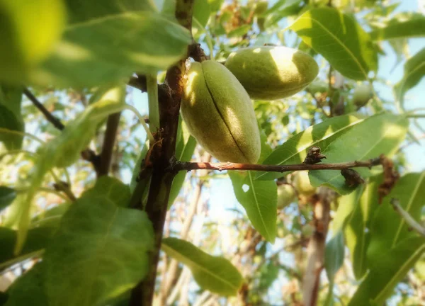杏仁在西班牙的阳光下成熟在树上 欧洲水果业 — 图库照片