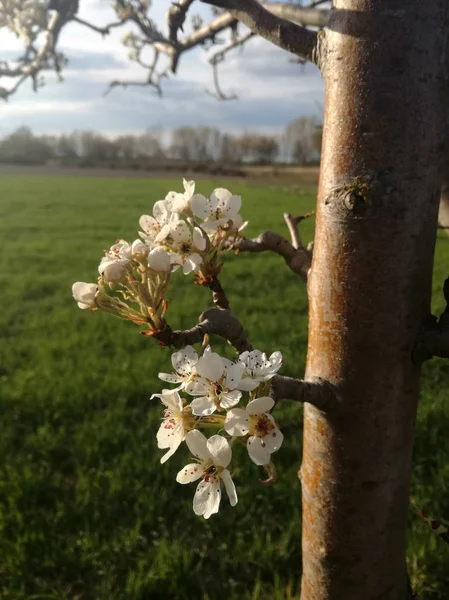 Pflaumenbaum Voller Blüte Blühende Obstbaumnüsse Europäische Landwirtschaftliche Obstindustrie Kontraste Natürlicher — Stockfoto