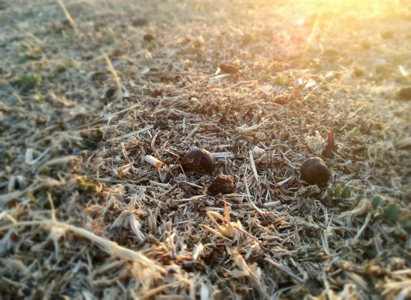 西班牙田里有天然有机肥 粪肥通过放牧反刍动物分散在世界各地生态农业 自然棕色的反差 农村地区 — 图库照片