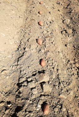 Manüel tarım işi. Patates sırasını çapayla gömmek için uygun bir uzaklıkla deliğe yerleştirdim. Kendi tüketimi için elle ekme sürecinin ayrıntıları. Geçim tarımı. Evet..