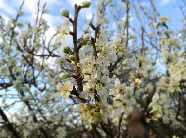 開花中の梅の木 花の木果物のヨーロッパの農業産業 農村部における自然の色のコントラスト 背景には澄んで穏やかな空 果樹園 — ストック写真