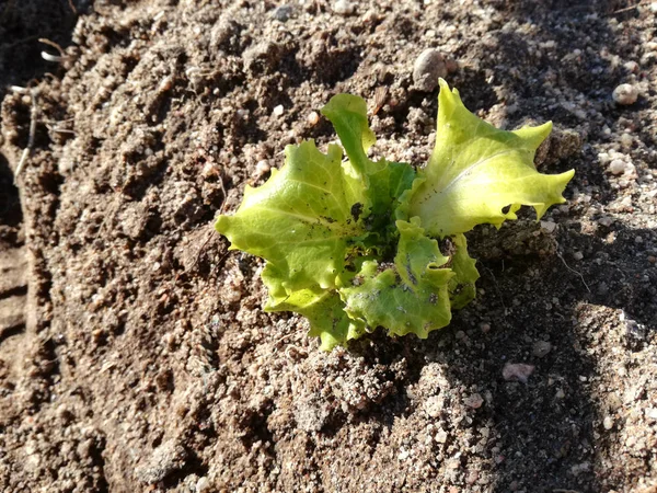 Vegetais Crescendo Frescos Sob Sol Muita Água Para Irrigação Cor — Fotografia de Stock