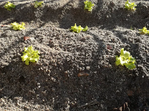 Vegetais Crescendo Frescos Sob Sol Muita Água Para Irrigação Cor — Fotografia de Stock