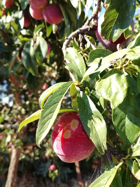 木の上に生えている赤い梅 イベリア半島の中心にある園芸産業 赤と緑の果実と葉の自然な色の強烈なコントラスト — ストック写真