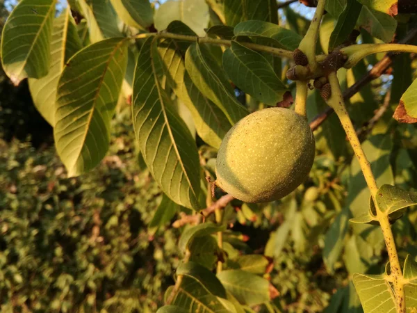 Contrast Natural Green Colors Walnuts Ripening Walnut Dry Fruit Ripening — Stock Photo, Image