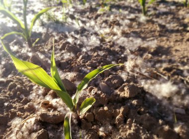 Polen konsantrasyonu yüksek düzeyde, genç mısır arasında birikimi. Baharda İspanyol tarım alanı. Alerji patolojisi olan hastalarda olası komplikasyonların mevsimi.