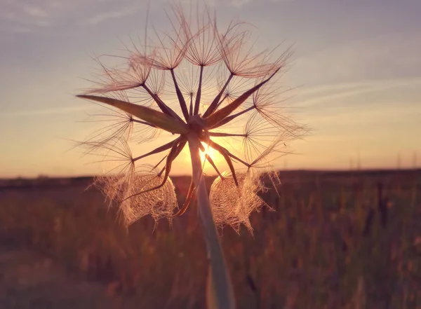 Pissenlit Commun Forte Concentration Pollen Santé Complications Possibles Chez Les — Photo