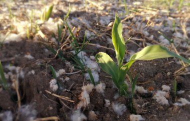 Polen konsantrasyonu yüksek düzeyde, genç mısır arasında birikimi. Baharda İspanyol tarım alanı. Alerji patolojisi olan hastalarda olası komplikasyonların mevsimi.
