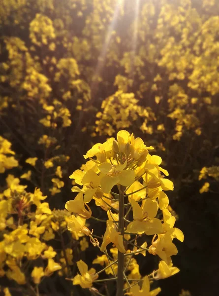 Des Champs Colza Terres Agricoles Jaunes Colza Agriculture Espagnole Plante — Photo