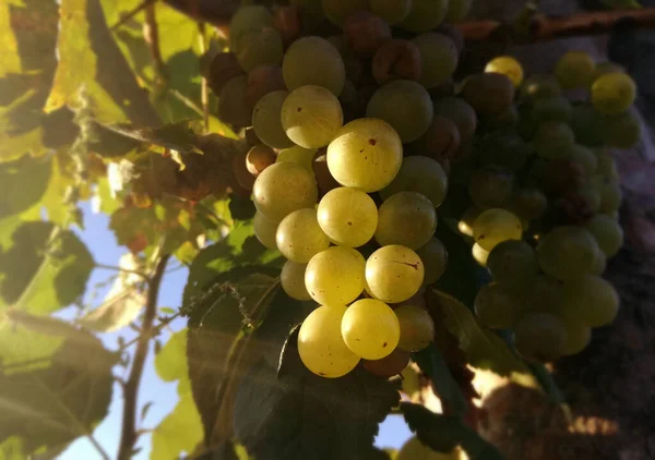 在西班牙的阳光下 葡萄园里长满了葡萄 天然绿色 来自灌溉果园的健康产品 欧盟农业 — 图库照片