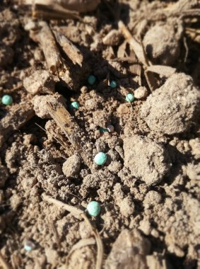 Mısır ekmede küçük mavi ve beyaz besin topları. Kışın mısır gevreği, buğday ve arpa dölleme. Mineraller etrafa saçıldı. Gübre, nitrojen, potasyum ve fosfor. Kırsal.