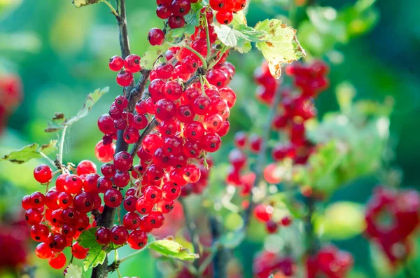 Red currants -  red French grapes. Ripe red currants close-up as