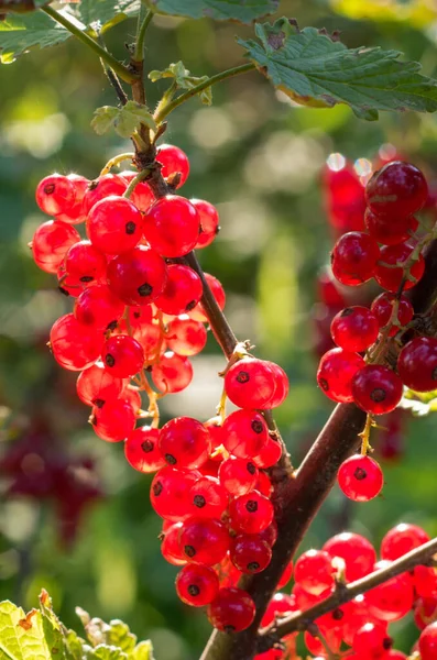 Red currants -  red French grapes. Ripe red currants close-up as