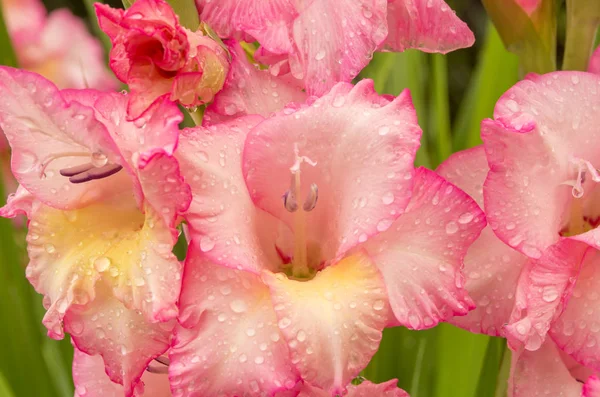 Pink gladiolus, raindrops on flower. Spring Garden with gladiolu