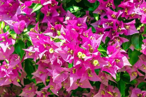 Purple bougainvillea blooms. Bougainvillea flowers in daylight. Bougainvillea plant. Purple. Close-up, background of exotic purple flowers with green leaves. Greeting card. Urban decorative flowers.