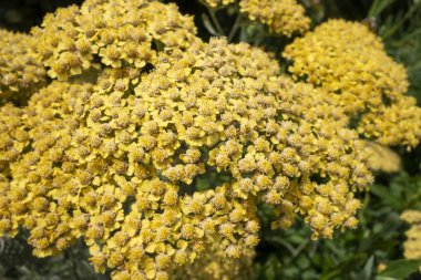 yellow small fower clusters of stiff-leaved goldenrod (Solidago 