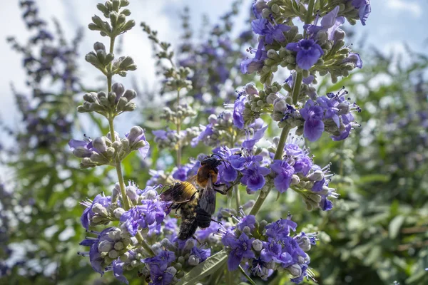 Two Types Bees Feeding Lavender Flower Pollen Garden — Stok fotoğraf