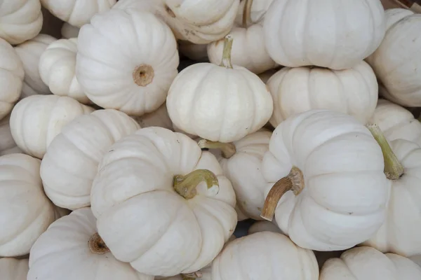 Ομάδα λευκών κολοκύθων που επιλέχθηκαν για την εορταστική περίοδο του Halloween — Φωτογραφία Αρχείου