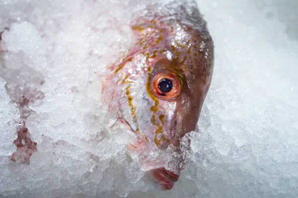 Peixe-marinho pargo vermelho numa cama de gelo para venda no mercado — Fotografia de Stock