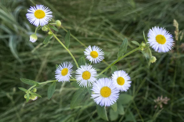 Sárga középső vékony fehér házalók. Daisy Fleabane (Erigéria) — Stock Fotó