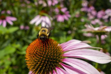 Sarı bir yaban arısı yakın planda olan çiçek bahçesi pembe bir kabuklu çiçeğin polenini alıyor.