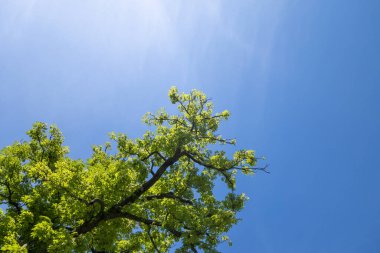 açık mavi bir gökyüzünde, güneş ışınlarıyla dolu yeşil yapraklı ağaç tepesi