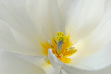 Sarı ve turuncu merkezin beyaz çiçeğini kapat.