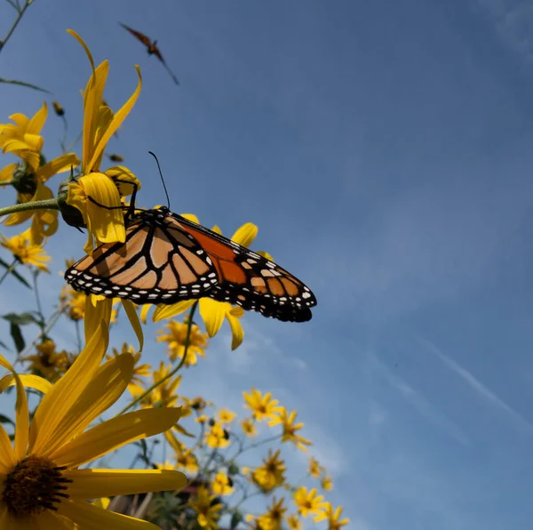 Bir Monark Kelebeği Çiçek Toplayıcısıyla Güzel Bir Gün — Stok fotoğraf