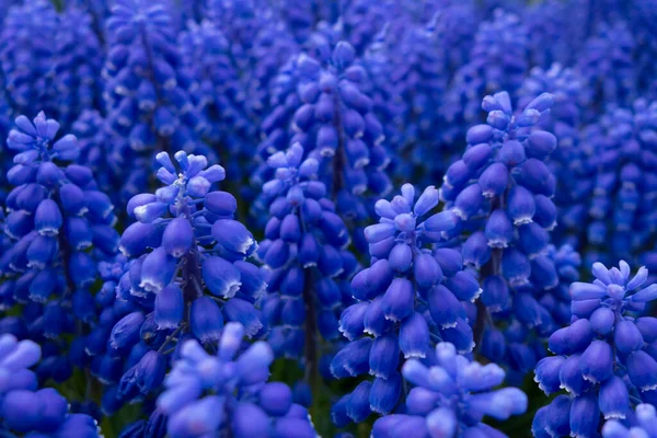 Cluster Van Druivenhyacint Bloemen Een Tuin — Stockfoto