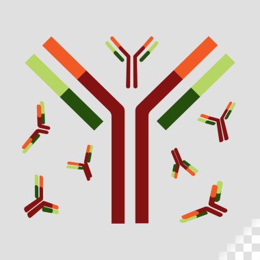 antibody a blood protein produced for a specific antigen recognizes as alien, bacteria, viruses, and foreign foreign substances in the blood clipart