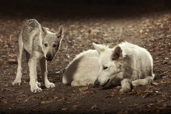 Joven perro lobo macho y pastor suizo blanco hembra — Foto de Stock