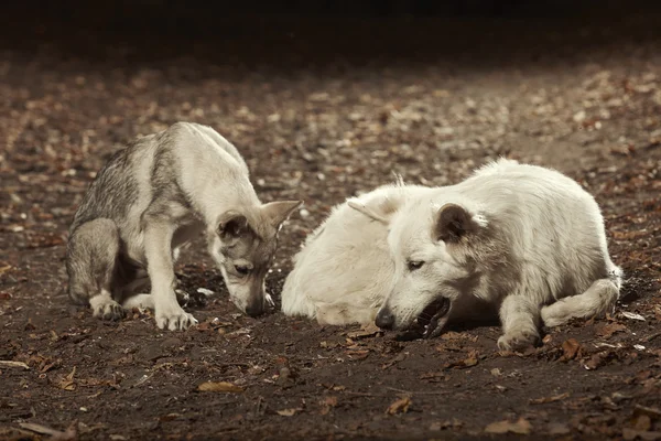 Joven perro lobo y pastor suizo blanco amigo — Foto de Stock