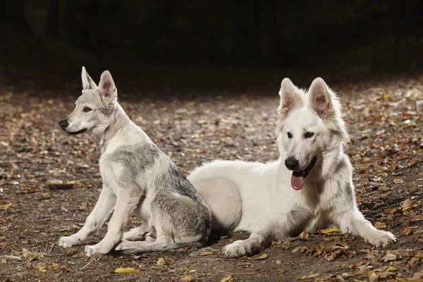 Fiatal farkaskutya és svájci fehér juhászkutya — Stock Fotó
