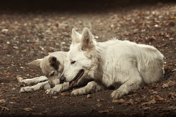 Twee vrienden - Wolfhond en Zwitserse witte herder — Stockfoto