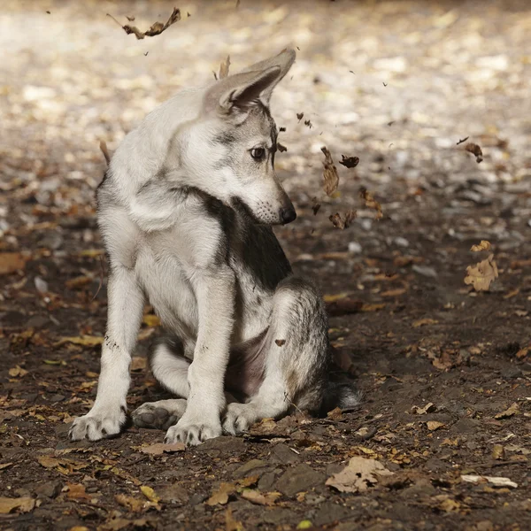 Wolfhond puppy in bos — Stockfoto