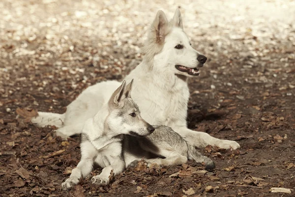 Zwitserse witte herder en puppy wolfdog in bos — Stockfoto