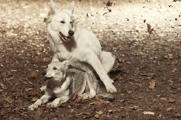 Amigos na floresta - cão lobo e pastor branco suíço — Fotografia de Stock