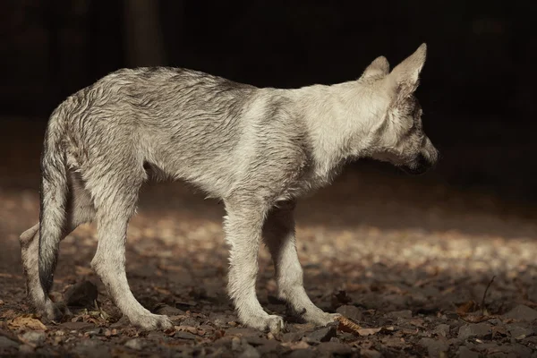 Filhote de cachorro Wolfdog na floresta — Fotografia de Stock