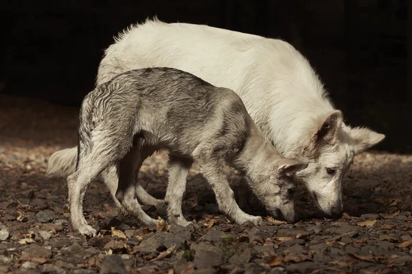 Vrienden in bos - Zwitserse witte herder en Wolfhond — Stockfoto