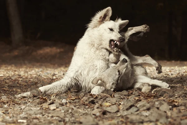 Pastor branco suíço luta com wolfdog — Fotografia de Stock