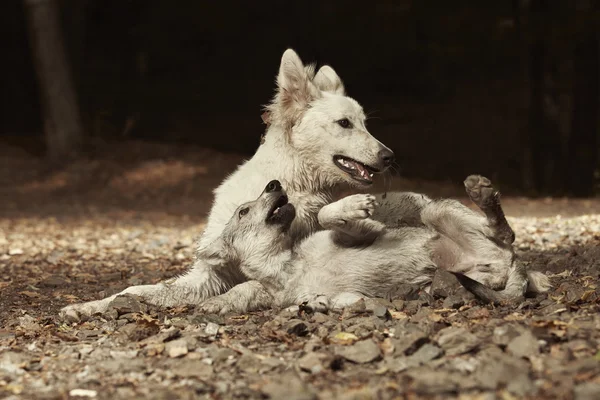 Швейцарські вівчарські білий і собака Сарлоса в лісі — стокове фото