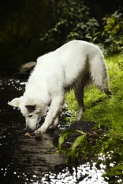 Schweizer Schäferhündin im Wasser — Stockfoto