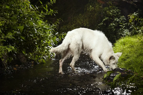 Zwitserse witte herder vrouwelijk in creek — Stockfoto