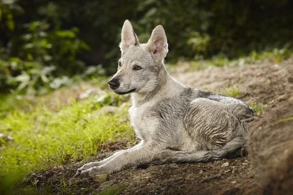 Pequeno cão lobo na floresta — Fotografia de Stock