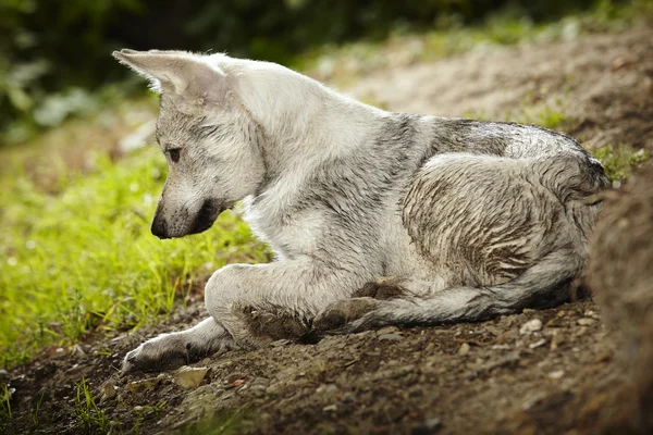 Wolfdog na floresta — Fotografia de Stock