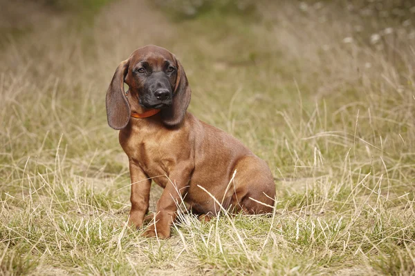 Bavyera dağ scenthound çim içinde köpek yavrusu — Stok fotoğraf