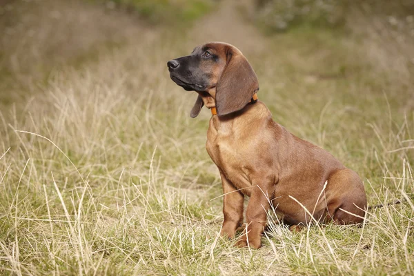 Young Bavarian mountain scenthound — Stock Photo, Image